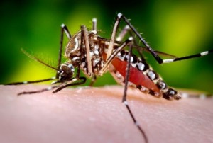 GD_20150504131307mosquito_da_dengue
