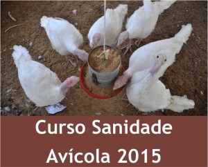 Curso teórico-prático sobre doenças de aves - Foto: Arte de Rafaela de Felippe sobre foto de Fernando Dias 