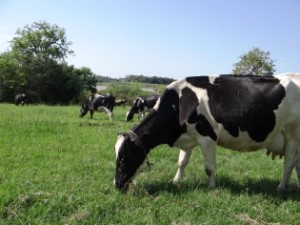 Haverá painel com apresentação da situação da cadeia produtiva do leite na região - Foto: Divulgação Emater -