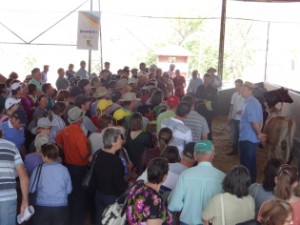 Mostra da Terneira é uma das atrações do evento - Foto: Divulgação