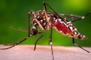 O Aedes aegypti é o mosquito transmissor da dengue, Zika Vírus e Febre Chikungunya - Foto: Public Health Image Library 