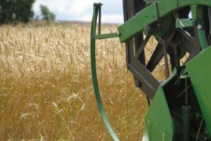 Último levantamento indica que o estado semeou apenas 879,5 mil ha, contra os 1,180 milhãodo ano passado: uma redução de 25,48% - Foto: Vanessa Almeida de Moraes/ Emater RS Ascar