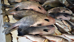 Feira-de-Peixe1