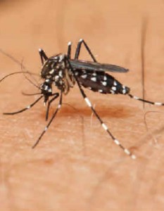12052017_aedes_portalbrasil