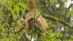 GD_20171013090612animais_em_estradas
