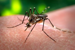 21122017_mosquito-da-dengue02
