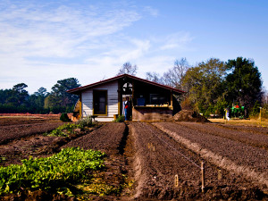 11072017_agricultura_familiar_ag._brasil