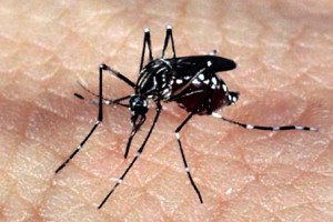 aedes_dengue_zika