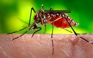 07062018_Aedes-aegyopti_Fotos-Publicas
