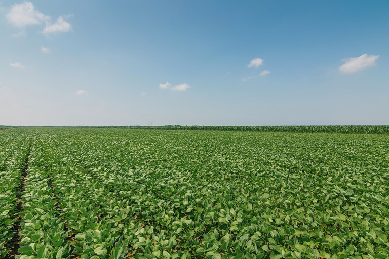 Segundo a ministra Tereza Cristina, crédito rural do país entrará em fase de modernização. - Foto: Divulgação/Mapa