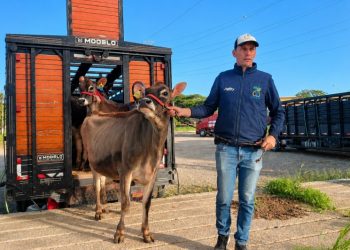 Primeiro animal a chegar à Fenasul Expoleite 2026 é de Santa Catarina
