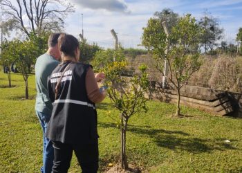 Governo do Estado erradica foco de greening e amplia monitoramento em Palmitinho